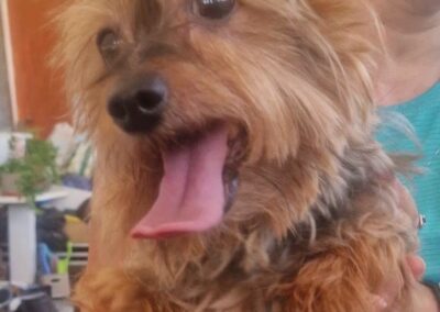 Tobi